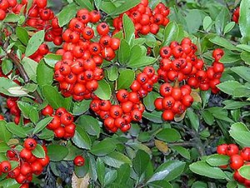 Pyracantha crenatoserrata